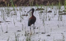 國(guó)家一級(jí)保護(hù)鳥類彩鹮，見過(guò)嗎？縮略圖