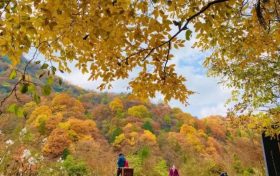 已是紅葉最佳觀賞期，來(lái)~黎坪美景必須安排上……縮略圖