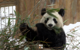 滿地撒歡打滾兒！佛坪大熊貓雪中“賣萌”根本停不下來！縮略圖