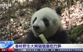 秦嶺野生大熊貓愜意吃筍上央視縮略圖