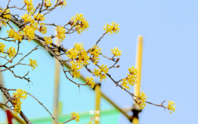 佛坪：花開(kāi)山城春滿園縮略圖