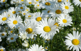 沙窩村：雛菊花開多爛漫 不負(fù)初夏好時(shí)光縮略圖