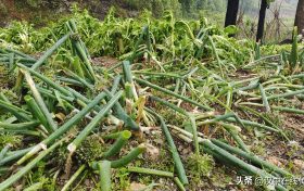 5月7日，漢中市寧強(qiáng)縣突降暴雨及冰雹部分區(qū)域莊稼受損嚴(yán)重縮略圖