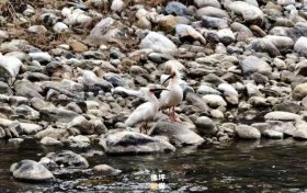 佛坪：椒溪河畔碧波蕩漾 候鳥(niǎo)翩躚繪就生態(tài)畫卷縮略圖